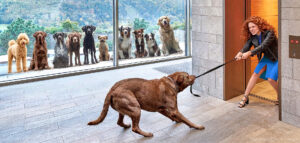 Mein Hund ist bisher problemlos Aufzug gefahren aber heute sind seine Freunde da…………